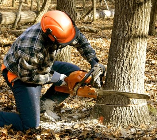 Tree Removal in Shady Point, OK